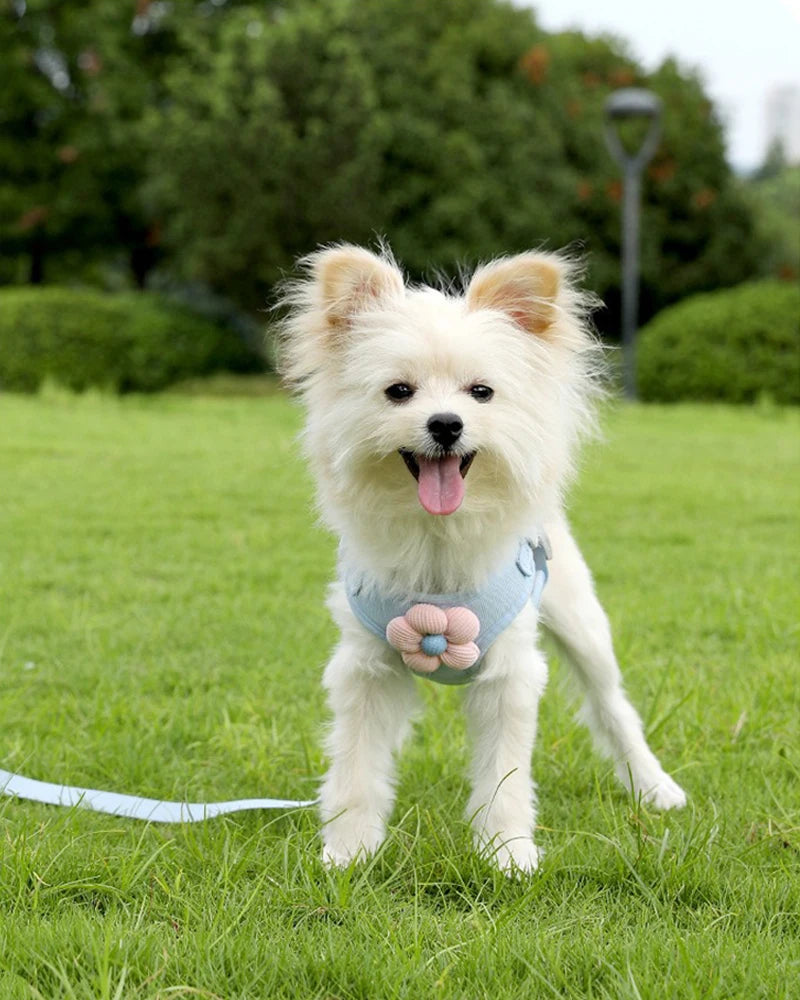 "Outdoor Dog Harness and Lead Set