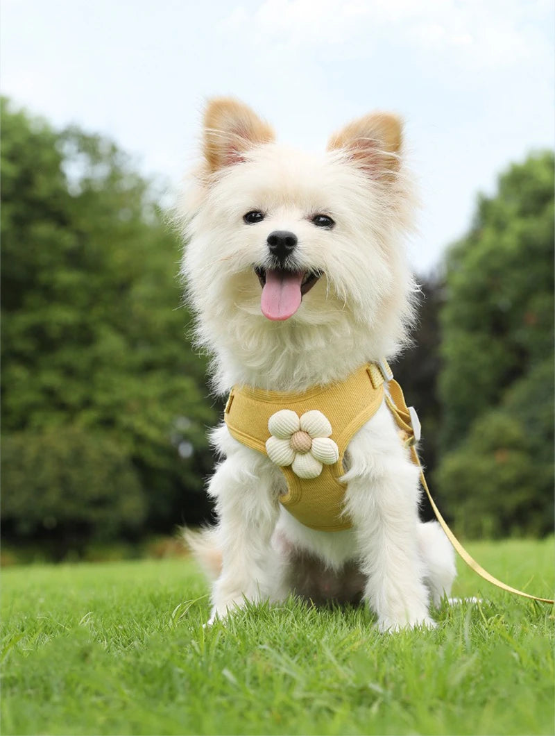 "Outdoor Dog Harness and Lead Set
