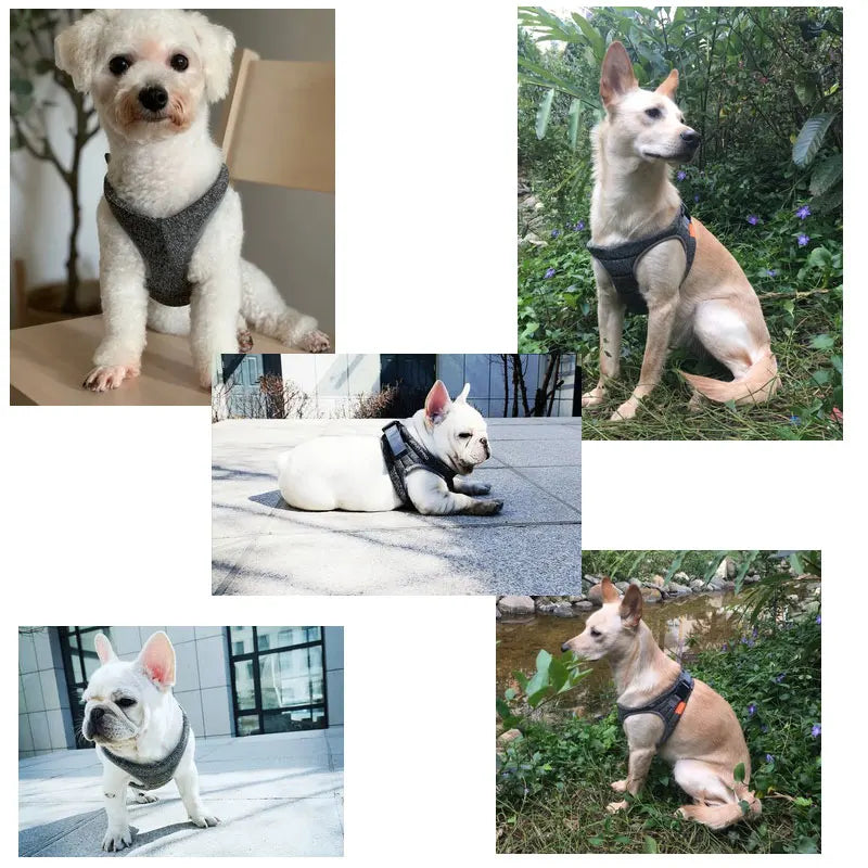 PETKIT Adjustable Breathable Dog Harness
